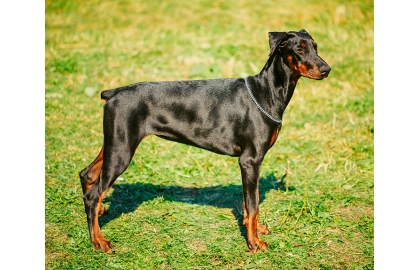 🐶 Dobrman je velmi energický a inteligentní pes, vhodný pro policejní a vojenské činnosti, psí sporty nebo jako skvělý hlídač. Přestože má pověst ostrého a agresivního psa je to velmi citlivý a laskavý pes, který se ale vždy odhodlaně a neohroženě postaví na ochranu členů své rodiny a jejich majetku. Každý dobrman by měl mít alespoň základní výcvik, ale zástupci této rasy se dobře učí novým věcem. Dobrman má velké nároky na pohyb a neměli byste ho nechat zahálet ani psychicky, aby se pes nenudil a nedocházelo u něj k nežádoucímu chování. Občas bývá paličatý. Kvůli jeho nízké toleranci na chlad nemůže být chován celoročně venku. K dětem se tento pes chová velmi přátelsky, ale cizí psy může špatně snášet.  