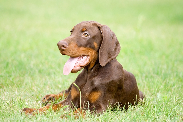 🐶 Dobrman je velmi energický a inteligentní pes, vhodný pro policejní a vojenské činnosti, psí sporty nebo jako skvělý hlídač. Přestože má pověst ostrého a agresivního psa je to velmi citlivý a laskavý pes, který se ale vždy odhodlaně a neohroženě postaví na ochranu členů své rodiny a jejich majetku. Každý dobrman by měl mít alespoň základní výcvik, ale zástupci této rasy se dobře učí novým věcem. Dobrman má velké nároky na pohyb a neměli byste ho nechat zahálet ani psychicky, aby se pes nenudil a nedocházelo u něj k nežádoucímu chování. Občas bývá paličatý. Kvůli jeho nízké toleranci na chlad nemůže být chován celoročně venku. K dětem se tento pes chová velmi přátelsky, ale cizí psy může špatně snášet.  