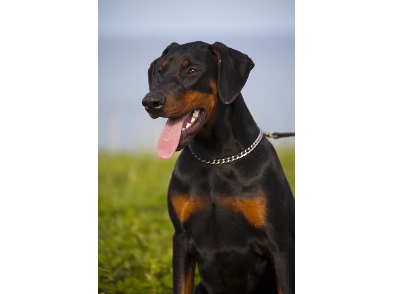 🐶 Dobrman je velmi energický a inteligentní pes, vhodný pro policejní a vojenské činnosti, psí sporty nebo jako skvělý hlídač. Přestože má pověst ostrého a agresivního psa je to velmi citlivý a laskavý pes, který se ale vždy odhodlaně a neohroženě postaví na ochranu členů své rodiny a jejich majetku. Každý dobrman by měl mít alespoň základní výcvik, ale zástupci této rasy se dobře učí novým věcem. Dobrman má velké nároky na pohyb a neměli byste ho nechat zahálet ani psychicky, aby se pes nenudil a nedocházelo u něj k nežádoucímu chování. Občas bývá paličatý. Kvůli jeho nízké toleranci na chlad nemůže být chován celoročně venku. K dětem se tento pes chová velmi přátelsky, ale cizí psy může špatně snášet.  