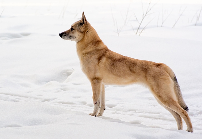 <p class="highlight">🐶 Finský špic je malý, energický pes, který původně sloužil k lovu menší zvěře a především ptactva. </p><div>V severských zemích jej stále můžeme potkat jako loveckého psa, ale do okolního světa se rozšířil jako rodinný společník. Své lovecké pudy a temperament však stále nezapře. Finkie potřebuje hodně pohybu. Stejně tak potřebuje dobrou a důslednou výchovu, ale jeho majitel musí být asertivní diplomat. Křikem a trestem u finského špice ničeho nedosáhnete. Finský špic potřebuje být součástí rodiny. Její členy oddaně miluje a je schopen se postavit na jejich obranu. Dokáže se přizpůsobit každému prostředí a může žít takřka kdekoli. Nevýhodou může být jeho značná uštěkanost, proto je asi vhodnější chovat jej na venkově, nebo psa důsledně naučit povel TICHO!</div><div> </div>