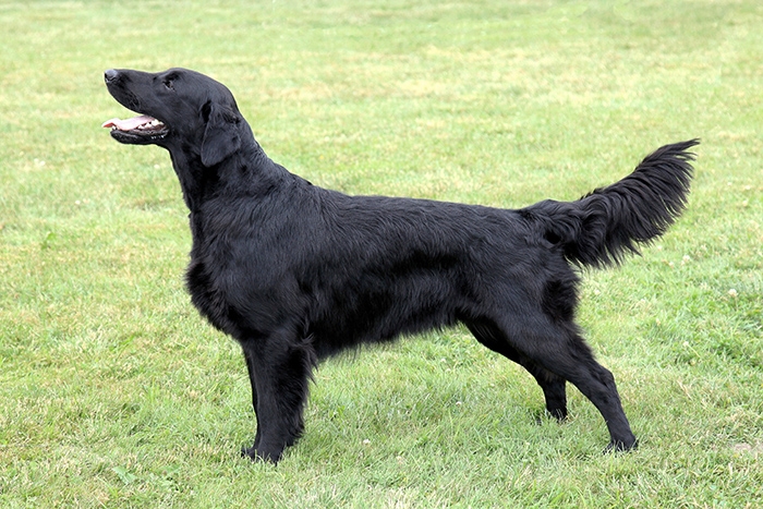 <p class="highlight">🐶 Flat coated retrívr je veselý pes s jemnou duší a vyžaduje laskavé zacházení.</p><div>Ještě před pár lety tohoto krasavce u nás téměř nikdo neznal, ale dnes se s tímto psem setkáváme stále častěji. Mohlo by se zdát, že flat coated retrívr je pouze jinou barevnou varietou zlatého retrívra, ale pravdou je, že se jedná o odlišné plemeno s vlastním standardem. Zlatému retrívrovi se však podobá nejen vzhledem, ale i přátelskou povahou, láskou k lidem i zvířatům a stejně jako zlatý retrívr má i flat coated retrívr velice kladný vztah k vodě. Flat coated retrívr je pozorný a milující pes, který může být využíván jako pomocník při lovu, canisterapii, vodící a asistenční pes nebo jako aktívní rodinný společník. Z hlediska péče je velmi nenáročný. Jeho hlavním požadavkem je trávit většinu času po boku svého pána a pamatovat se musí také na potřebu zaměstnat psa po fyzické i psychické stránce. Flat coated retrívr je plemenem, které vyspívá pomalu a majitel musí počítat s tím, že bude mít doma několik let rozpustilého puberťáka. Na flat coated retrívra musíte jít po dobrém, protože po zlém s ním ani nehnete!</div>
