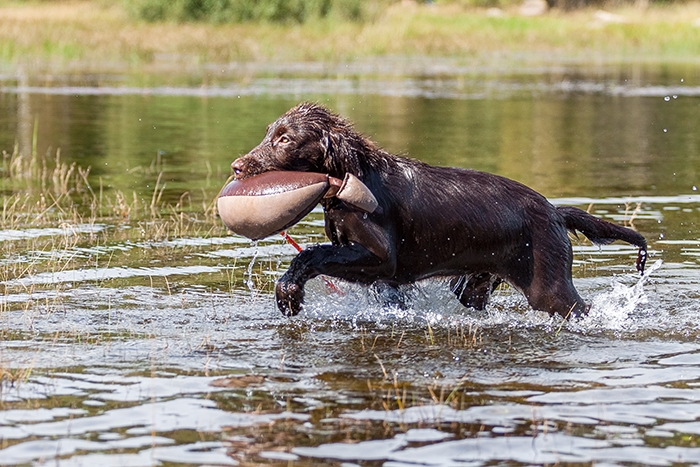 🐶 Flat coated retrívr je veselý pes s jemnou duší a vyžaduje laskavé zacházení.Ještě před pár lety tohoto krasavce u nás téměř nikdo neznal, ale dnes se s tímto psem setkáváme stále častěji. Mohlo by se zdát, že flat coated retrívr je pouze jinou barevnou varietou zlatého retrívra, ale pravdou je, že se jedná o odlišné plemeno s vlastním standardem. Zlatému retrívrovi se však podobá nejen vzhledem, ale i přátelskou povahou, láskou k lidem i zvířatům a stejně jako zlatý retrívr má i flat coated retrívr velice kladný vztah k vodě. Flat coated retrívr je pozorný a milující pes, který může být využíván jako pomocník při lovu, canisterapii, vodící a asistenční pes nebo jako aktívní rodinný společník. Z hlediska péče je velmi nenáročný. Jeho hlavním požadavkem je trávit většinu času po boku svého pána a pamatovat se musí také na potřebu zaměstnat psa po fyzické i psychické stránce. Flat coated retrívr je plemenem, které vyspívá pomalu a majitel musí počítat s tím, že bude mít doma několik let rozpustilého puberťáka. Na flat coated retrívra musíte jít po dobrém, protože po zlém s ním ani nehnete!