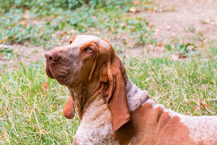 <p class="highlight">🐶 Italský ohař je všestranný lovecký pes, který je pro svou přátelskou povahu často chován jako společník. K lidem má velmi hezký vztah, není agresivní a skvěle vychází s dětmi. </p><div>Může být chován v početnějších smečkách, protože vůči jiným psům nebývá dominantní a neprovokuje vzájemné spory. Jako všechna lovecká plemena má i italský ohař skvělý čich, předpoklady pro aport a velkou potřebu pohybu. Je skvělým společníkem v aktivních rodinách žijících na venkově nebo v malém městě. Ve velkých městech by těžko mohly být uspokojeny jeho požadavky na pohyb a pes by se trápil. Protože italský ohař patří k učenlivým psům s dobrou pamětí, zvládne bez problémů nejen základní nebo lovecký výcvik, ale může být zapojen i do různých psích sportů.</div>