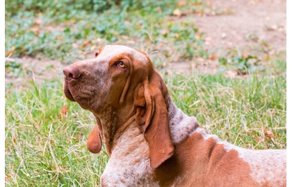 🐶 Italský ohař je všestranný lovecký pes, který je pro svou přátelskou povahu často chován jako společník. K lidem má velmi hezký vztah, není agresivní a skvěle vychází s dětmi. Může být chován v početnějších smečkách, protože vůči jiným psům nebývá dominantní a neprovokuje vzájemné spory. Jako všechna lovecká plemena má i italský ohař skvělý čich, předpoklady pro aport a velkou potřebu pohybu. Je skvělým společníkem v aktivních rodinách žijících na venkově nebo v malém městě. Ve velkých městech by těžko mohly být uspokojeny jeho požadavky na pohyb a pes by se trápil. Protože italský ohař patří k učenlivým psům s dobrou pamětí, zvládne bez problémů nejen základní nebo lovecký výcvik, ale může být zapojen i do různých psích sportů.