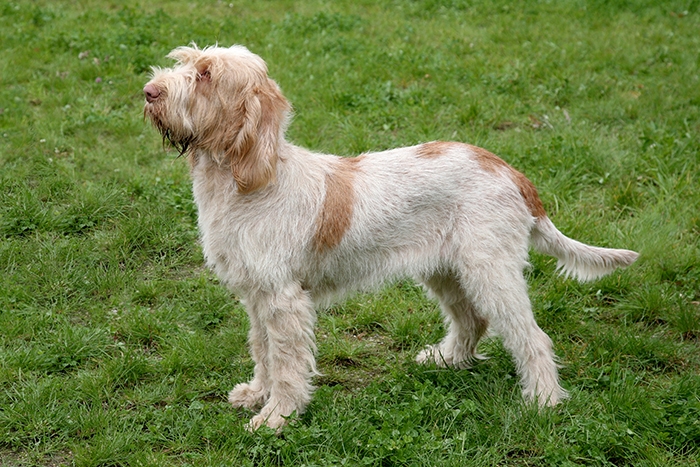 <p class="highlight">🐶 Italský spinone má klidnou, vyrovnanou povahu, bez známek vrozené agrese.</p><div>Spinone je všestranný lovecký pes původem z Itálie. Nejpopulárnější je ve své domovině, kde se stále používá jako spolehlivý lovecký pes. Jinde ve světě není příliš rozšířen. Je to pes velmi milující svou rodinu. Je jemný, inteligentní a má přirozenou touhou potěšit svého pána. Výborně vychází s dětmi a je jim skvělým společníkem. Nevýhodou je, že má tendence slintat a někomu může být nepříjemný mírný psí zápach. Většinu roku může žít venku, ale potřebuje pravidelný kontakt se svou rodinou. Italský spinone není nijak přehnaně náročný na péči. Jeho nároky na pohyb uspokojíte delší procházkou. Péče o srst vyžaduje pravidelné česání, ale kromě toho není potřeba žádné zvláštní péče.  </div>