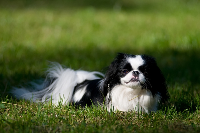 <p class="highlight">🐶 Japonský chin (Japonský čin) je malé, citlivé a inteligentní plemeno, jehož jediným životním posláním je dělat společnost svému pánovi. </p>
<div>Je velmi vhodný pro seniory, protože není hlučný, je bezkonfliktní a přátelský, má minimální nároky na pohyb a je předurčený k životu v bytě. Lehce se přizpůsobuje a často přejímá chování svého majitele. Může být klidný a zasmušilý, stejně jako veselý, čilý a hravý. Péče o Japonese není složitá, pouze je dobré důkladně vybírat správné krmivo, aby se předešlo případným alergiím. </div>