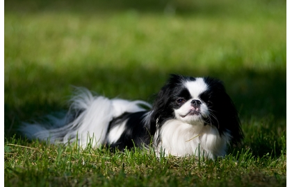 🐶 Japonský chin (Japonský čin) je malé, citlivé a inteligentní plemeno, jehož jediným životním posláním je dělat společnost svému pánovi.  Je velmi vhodný pro seniory, protože není hlučný, je bezkonfliktní a přátelský, má minimální nároky na pohyb a je předurčený k životu v bytě. Lehce se přizpůsobuje a často přejímá chování svého majitele. Může být klidný a zasmušilý, stejně jako veselý, čilý a hravý. Péče o Japonese není složitá, pouze je dobré důkladně vybírat správné krmivo, aby se předešlo případným alergiím. 