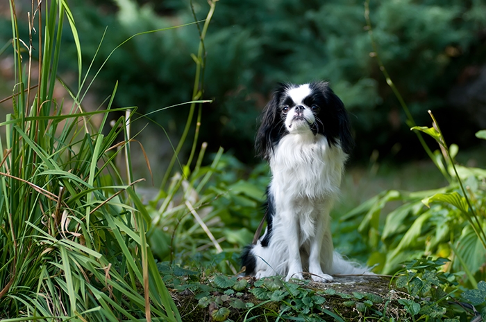 🐶 Japonský chin (Japonský čin) je malé, citlivé a inteligentní plemeno, jehož jediným životním posláním je dělat společnost svému pánovi. Je velmi vhodný pro seniory, protože není hlučný, je bezkonfliktní a přátelský, má minimální nároky na pohyb a je předurčený k životu v bytě. Lehce se přizpůsobuje a často přejímá chování svého majitele. Může být klidný a zasmušilý, stejně jako veselý, čilý a hravý. Péče o Japonese není složitá, pouze je dobré důkladně vybírat správné krmivo, aby se předešlo případným alergiím. 