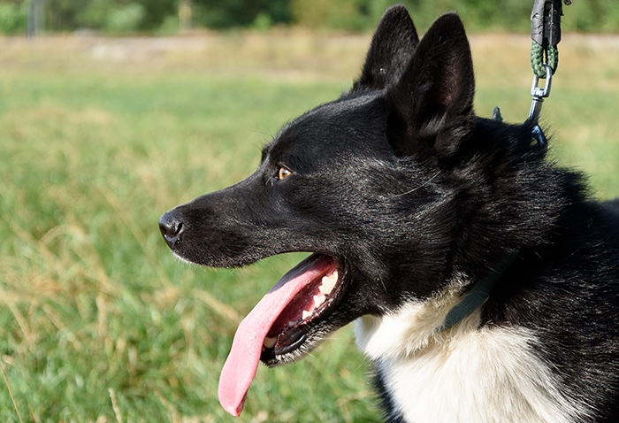 <p class="highlight">🐶 Karelský medvědí pes byl vždy schopen se samostatně rozhodovat a to vysvětluje jeho nezávislost.  </p><div>Neohrožený lovecký pes s vynikajícím čichem a orientačním smyslem. Se svým pánem si vytváří vztah založený na vzájemném respektu. Karelský medvědí pes uznává svého pána a jeho rodinu, ale vůči cizím lidem bývá ostražitý. Karelák je dobrou volbou pro myslivce, kteří dokáží využít pracovní schopnosti psa, ale jako rodinný nebo společenský pes se příliš nedoporučuje. Pokud karelský medvědí pes nenajde své uplatnění v roli loveckého psa, lze je zapojit do některého psího sportu. Není to pecivál, který by byl zvyklý lenošit a zahálet a nějaké zaměstnaní je u něj nutností. Protože miluje pohyb ve volnosti, bude nejšťastnější na venkově nebo v malém městě. Hustá srst ho chrání tak dokonale, že je možné jej celoročně chovat venku. Karelský medvědí pes je nejvíce rozšířen v severských zemích, ale postupně si získává příznivce i dále od své domoviny.</div><div> </div>
