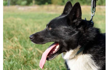 🐶 Karelský medvědí pes byl vždy schopen se samostatně rozhodovat a to vysvětluje jeho nezávislost.  Neohrožený lovecký pes s vynikajícím čichem a orientačním smyslem. Se svým pánem si vytváří vztah založený na vzájemném respektu. Karelský medvědí pes uznává svého pána a jeho rodinu, ale vůči cizím lidem bývá ostražitý. Karelák je dobrou volbou pro myslivce, kteří dokáží využít pracovní schopnosti psa, ale jako rodinný nebo společenský pes se příliš nedoporučuje. Pokud karelský medvědí pes nenajde své uplatnění v roli loveckého psa, lze je zapojit do některého psího sportu. Není to pecivál, který by byl zvyklý lenošit a zahálet a nějaké zaměstnaní je u něj nutností. Protože miluje pohyb ve volnosti, bude nejšťastnější na venkově nebo v malém městě. Hustá srst ho chrání tak dokonale, že je možné jej celoročně chovat venku. Karelský medvědí pes je nejvíce rozšířen v severských zemích, ale postupně si získává příznivce i dále od své domoviny. 