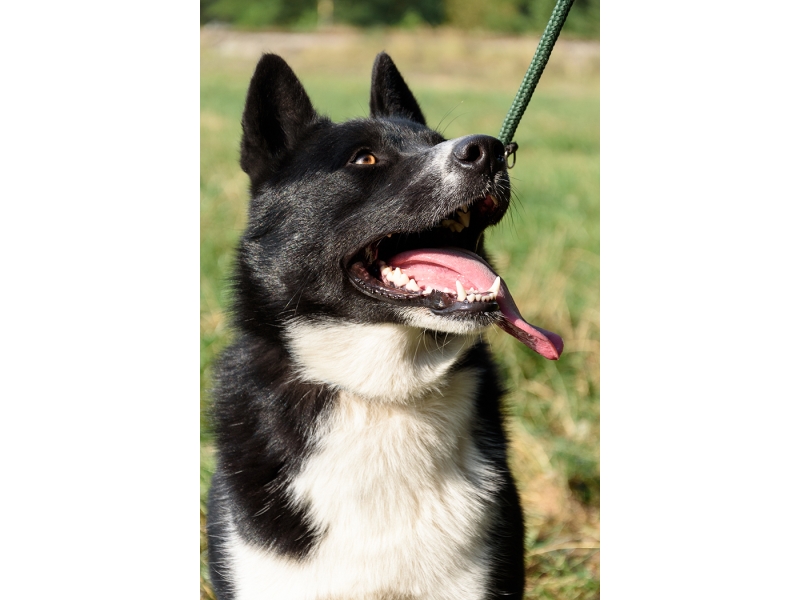 🐶 Karelský medvědí pes byl vždy schopen se samostatně rozhodovat a to vysvětluje jeho nezávislost.  Neohrožený lovecký pes s vynikajícím čichem a orientačním smyslem. Se svým pánem si vytváří vztah založený na vzájemném respektu. Karelský medvědí pes uznává svého pána a jeho rodinu, ale vůči cizím lidem bývá ostražitý. Karelák je dobrou volbou pro myslivce, kteří dokáží využít pracovní schopnosti psa, ale jako rodinný nebo společenský pes se příliš nedoporučuje. Pokud karelský medvědí pes nenajde své uplatnění v roli loveckého psa, lze je zapojit do některého psího sportu. Není to pecivál, který by byl zvyklý lenošit a zahálet a nějaké zaměstnaní je u něj nutností. Protože miluje pohyb ve volnosti, bude nejšťastnější na venkově nebo v malém městě. Hustá srst ho chrání tak dokonale, že je možné jej celoročně chovat venku. Karelský medvědí pes je nejvíce rozšířen v severských zemích, ale postupně si získává příznivce i dále od své domoviny. 