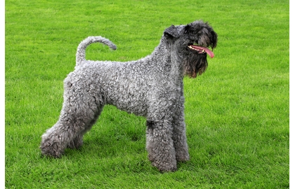 🐶 Kerrský modrý teriér (Kerry blue teriér) je středně velký, inteligentní a všestranný lovecký pes.  Původně byl vyšlechtěn k lovu drobné zvěře, ptáků, hlodavců a ochraně majetku. Osvědčil se také při pasení skotu a ovcí. Dnes je chován především jako pracovní nebo rodinný pes. Ke svému pánovi velmi přilne a je mu oddaný a loajální. Výborně vychází také s dětmi. Denně potřebuje dostatek pohybu, aby si zachoval zdraví a také aby se nezačal se nudit. Kerry blue teriér nelíná, proto se doporučuje i pro alergiky, ale jeho srst vyžaduje každodenní péči. Zajímavé je, že se štěňata rodí celá černá a až s věkem dochází k probarvení srsti do modrého odstínu. Kerry blue teriér potřebuje aktivního a nejlépe zkušeného chovatele. Pokud je Kerry součástí rodiny a má dostatek pohybu, snadno se přizpůsobí jakémukoli životnímu prostředí. Spokojený bude jak na venkově, tak ve městě. 