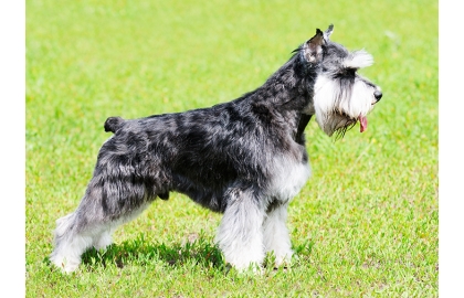 🐶 Knírač malý -  nikdy se s ním nebudete nudit. Je to malý pes s velkou osobností, vysokou inteligencí, oddaností svému pánovi, smyslem pro humor, odvahou, pracovitostí a touhou potěšit svého pána.  Snad jedinou jeho negativní vlastností je sklon k tvrdohlavosti. Důsledným, ale laskavým přístupem však lze získat psa, který svému majiteli splní, co mu na očích uvidí. Malý knírač je poměrně nenáročný na péči. Kromě pravidelného pohybu a nějakého duševního zaměstnání je potřeba se postarat o jeho srst, která se 3-4 krát do roka upravuje trimováním. Pro svůj kladný vztah k dětem se knírač hodí i do rodin s dětmi. Vlastní rodinu neskutečně miluje a vůči cizím lidem je sice ostražitý, nikdy však agresivní. Proto bývá často chován jako společník a rodinný pes.  