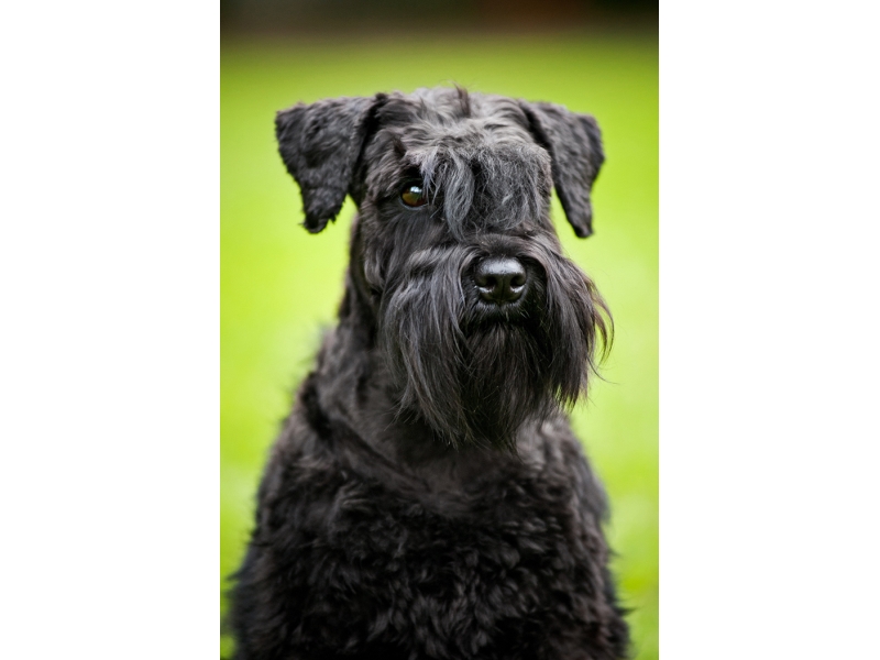 🐶 Knírač malý -  nikdy se s ním nebudete nudit. Je to malý pes s velkou osobností, vysokou inteligencí, oddaností svému pánovi, smyslem pro humor, odvahou, pracovitostí a touhou potěšit svého pána. Snad jedinou jeho negativní vlastností je sklon k tvrdohlavosti. Důsledným, ale laskavým přístupem však lze získat psa, který svému majiteli splní, co mu na očích uvidí. Malý knírač je poměrně nenáročný na péči. Kromě pravidelného pohybu a nějakého duševního zaměstnání je potřeba se postarat o jeho srst, která se 3-4 krát do roka upravuje trimováním. Pro svůj kladný vztah k dětem se knírač hodí i do rodin s dětmi. Vlastní rodinu neskutečně miluje a vůči cizím lidem je sice ostražitý, nikdy však agresivní. Proto bývá často chován jako společník a rodinný pes. 