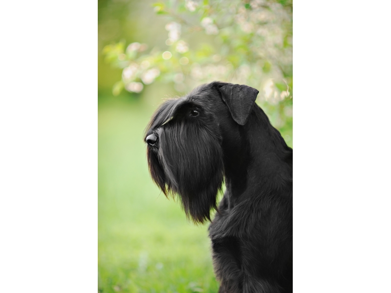🐶 Knírač malý -  nikdy se s ním nebudete nudit. Je to malý pes s velkou osobností, vysokou inteligencí, oddaností svému pánovi, smyslem pro humor, odvahou, pracovitostí a touhou potěšit svého pána. Snad jedinou jeho negativní vlastností je sklon k tvrdohlavosti. Důsledným, ale laskavým přístupem však lze získat psa, který svému majiteli splní, co mu na očích uvidí. Malý knírač je poměrně nenáročný na péči. Kromě pravidelného pohybu a nějakého duševního zaměstnání je potřeba se postarat o jeho srst, která se 3-4 krát do roka upravuje trimováním. Pro svůj kladný vztah k dětem se knírač hodí i do rodin s dětmi. Vlastní rodinu neskutečně miluje a vůči cizím lidem je sice ostražitý, nikdy však agresivní. Proto bývá často chován jako společník a rodinný pes. 