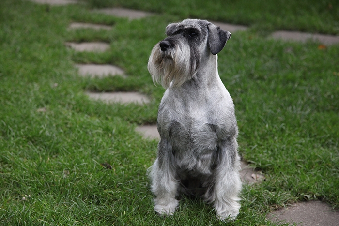 🐶 Knírač malý -  nikdy se s ním nebudete nudit. Je to malý pes s velkou osobností, vysokou inteligencí, oddaností svému pánovi, smyslem pro humor, odvahou, pracovitostí a touhou potěšit svého pána. Snad jedinou jeho negativní vlastností je sklon k tvrdohlavosti. Důsledným, ale laskavým přístupem však lze získat psa, který svému majiteli splní, co mu na očích uvidí. Malý knírač je poměrně nenáročný na péči. Kromě pravidelného pohybu a nějakého duševního zaměstnání je potřeba se postarat o jeho srst, která se 3-4 krát do roka upravuje trimováním. Pro svůj kladný vztah k dětem se knírač hodí i do rodin s dětmi. Vlastní rodinu neskutečně miluje a vůči cizím lidem je sice ostražitý, nikdy však agresivní. Proto bývá často chován jako společník a rodinný pes. 