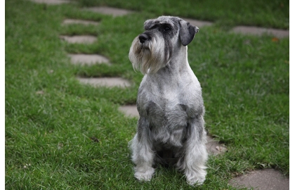 🐶 Knírač střední je zvědavý, velmi inteligentní, někdy tvrdohlavý pes, který je z celého srdce oddaný své rodině a láskyplný k dětem.  Knírač střední je pro mnoho lidí jakousi zlatou cestou mezi kníračem velkým a kníračem malým. Právě střední knírač sloužil jako základ k vyšlechtění své větší a menší varianty. Jeho domovem může být stejně dobře město nebo vesnice. Hustá srst odolná vůči chladu i horku poskytuje knírači velmi dobrou ochranu před rozmary počasí a proto ho lze chovat celoročně venku. Mnohem spokojenější však bude doma se svou rodinou. Majitel knírače by měl psovi důsledně stanovit jasná pravidla a dbát na jejich dodržování. Díky své inteligenci může knírač testovat svého pána a v případě jeho nerozhodnosti zkusit převzít vedoucí roli v rodině. Dobře vychovaný pes bude naopak oddaným společníkem a miláčkem nejen rodiny, ale i širokého okolí.   