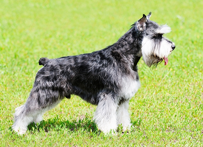 🐶 Knírač střední je zvědavý, velmi inteligentní, někdy tvrdohlavý pes, který je z celého srdce oddaný své rodině a láskyplný k dětem. Knírač střední je pro mnoho lidí jakousi zlatou cestou mezi kníračem velkým a kníračem malým. Právě střední knírač sloužil jako základ k vyšlechtění své větší a menší varianty. Jeho domovem může být stejně dobře město nebo vesnice. Hustá srst odolná vůči chladu i horku poskytuje knírači velmi dobrou ochranu před rozmary počasí a proto ho lze chovat celoročně venku. Mnohem spokojenější však bude doma se svou rodinou. Majitel knírače by měl psovi důsledně stanovit jasná pravidla a dbát na jejich dodržování. Díky své inteligenci může knírač testovat svého pána a v případě jeho nerozhodnosti zkusit převzít vedoucí roli v rodině. Dobře vychovaný pes bude naopak oddaným společníkem a miláčkem nejen rodiny, ale i širokého okolí.  