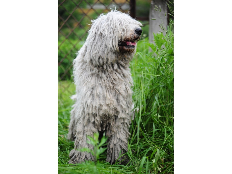 <p class="highlight">🐶 Komondor je tichý a neohrožený strážce stád a majetku. Vyniká jak svou důsledností a odvahou, tak svým jedinečným vzhledem. </p><div>Svou velikostí a mohutností budí zasloužený respekt. Celou svou rodinu velmi miluje a bez váhání je ochoten položit za ni život. Není to však pes pro nezkušené chovatele. Potřebuje autoritativního majitele, který mu bude přirozeným vůdcem. U tohoto plemene je nezbytná včasná socializace a důsledný výcvik. Protože byl léta vychováván k samostatnosti, má dodnes určitou nezávislost a některé pokyny může vyhodnotit jako zbytečné. Je na majiteli, aby na splnění svých povelů bezvýhradně trval. V dnešní době už Komondor zřídka zastává svou původní roli pastevce a stále častěji je chován jako výborný hlídač, oddaný rodinný pes nebo výstavní krasavec.  </div>