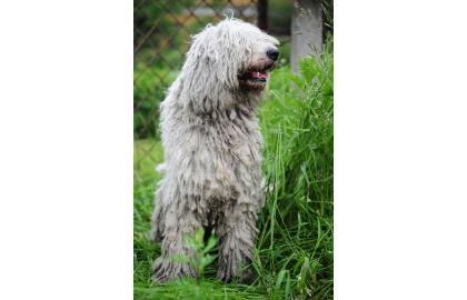 🐶 Komondor je tichý a neohrožený strážce stád a majetku. Vyniká jak svou důsledností a odvahou, tak svým jedinečným vzhledem. Svou velikostí a mohutností budí zasloužený respekt. Celou svou rodinu velmi miluje a bez váhání je ochoten položit za ni život. Není to však pes pro nezkušené chovatele. Potřebuje autoritativního majitele, který mu bude přirozeným vůdcem. U tohoto plemene je nezbytná včasná socializace a důsledný výcvik. Protože byl léta vychováván k samostatnosti, má dodnes určitou nezávislost a některé pokyny může vyhodnotit jako zbytečné. Je na majiteli, aby na splnění svých povelů bezvýhradně trval. V dnešní době už Komondor zřídka zastává svou původní roli pastevce a stále častěji je chován jako výborný hlídač, oddaný rodinný pes nebo výstavní krasavec.  