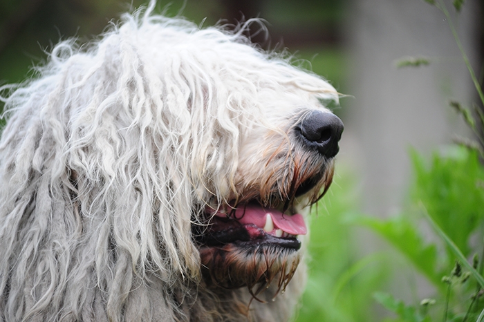 🐶 Komondor je tichý a neohrožený strážce stád a majetku. Vyniká jak svou důsledností a odvahou, tak svým jedinečným vzhledem. Svou velikostí a mohutností budí zasloužený respekt. Celou svou rodinu velmi miluje a bez váhání je ochoten položit za ni život. Není to však pes pro nezkušené chovatele. Potřebuje autoritativního majitele, který mu bude přirozeným vůdcem. U tohoto plemene je nezbytná včasná socializace a důsledný výcvik. Protože byl léta vychováván k samostatnosti, má dodnes určitou nezávislost a některé pokyny může vyhodnotit jako zbytečné. Je na majiteli, aby na splnění svých povelů bezvýhradně trval. V dnešní době už Komondor zřídka zastává svou původní roli pastevce a stále častěji je chován jako výborný hlídač, oddaný rodinný pes nebo výstavní krasavec.  