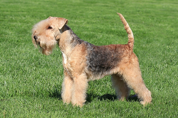 <p class="highlight">🐶 Lakeland teriér - veselý, energický, sebevědomý, hravý, přátelský, ostražitý, tvrdohlavý, milující... všechna tato slova vystihují lakeland teriéra. </p>
<div>Povahou je to pravý teriér, ale k lovu se dnes už příliš nevyužívá a slouží především jako rodinný pes a společník. Potřebuje tolerantního, trpělivého majitele, který mu určí jasné hranice. Protože je to poměrně hlučný pes, který rád a hodně štěká, je vhodnější jej chovat na venkově, kde tolik nebude rušit sousedy. S jinými psy je schopen žít a spolupracovat, ale jiná zvířata často vnímá jako kořist a má tendence je lovit. Středně dlouhá srst spolehlivě chrání lakeland teriéra před nepřízni počasí a umožňuje mu život venku, ale tento pes potřebuje kontakt se svým pánem a měl by mu být dovolen i pobyt doma ve společnosti rodiny. Lekeland teriér je velmi hravý a vynalézavý a do vysokého věku si zachovává štěněcí hravost. Svého majitele a jeho rodinu dokáže bavit svými veselými kousky. Kromě své povahy a loveckých schopností je lakeland teriér zajímavý i svým vzhledem a skvěle se uplatní také ve výstavním kruhu.</div>