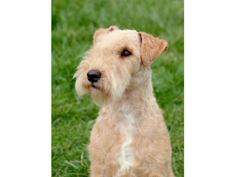 🐶 Lakeland teriér - veselý, energický, sebevědomý, hravý, přátelský, ostražitý, tvrdohlavý, milující... všechna tato slova vystihují lakeland teriéra. Povahou je to pravý teriér, ale k lovu se dnes už příliš nevyužívá a slouží především jako rodinný pes a společník. Potřebuje tolerantního, trpělivého majitele, který mu určí jasné hranice. Protože je to poměrně hlučný pes, který rád a hodně štěká, je vhodnější jej chovat na venkově, kde tolik nebude rušit sousedy. S jinými psy je schopen žít a spolupracovat, ale jiná zvířata často vnímá jako kořist a má tendence je lovit. Středně dlouhá srst spolehlivě chrání lakeland teriéra před nepřízni počasí a umožňuje mu život venku, ale tento pes potřebuje kontakt se svým pánem a měl by mu být dovolen i pobyt doma ve společnosti rodiny. Lekeland teriér je velmi hravý a vynalézavý a do vysokého věku si zachovává štěněcí hravost. Svého majitele a jeho rodinu dokáže bavit svými veselými kousky. Kromě své povahy a loveckých schopností je lakeland teriér zajímavý i svým vzhledem a skvěle se uplatní také ve výstavním kruhu.