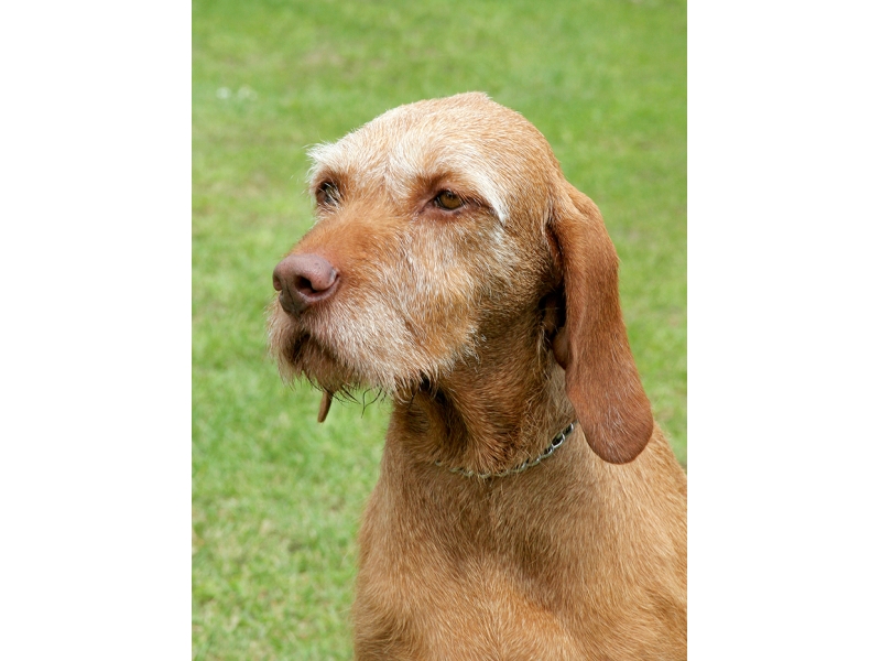 <p class="highlight">🐶 Maďarský ohař drátosrstý / Vizsla je všestranný lovecký pes, který za každého počasí zvládá práci na poli, v lese i ve vodě. </p>
<div>Je to vynikající lovecký pes a skvělý plavec s klidnou a vyrovnanou povahou a je vhodný i pro rodiny s dětmi. I když jsou maďarští ohaři v práci velmi aktivní a temperamentní, jsou jemně vychovaní, citliví a velmi přátelští. Vůči své rodině mají přirozené ochranitelské instinkty. Výborné společenské vlastnosti předurčují toto plemeno nejen k lovu, ale stejně dobře se uplatní jako společník v aktivních rodinách, nevyjímaje rodiny s dětmi. Přestože je hustá srst skvělou ochranou proti nepřízni počasí, neměli by být toto psi chováni na zahradě, ale měli by co nejvíce času trávit v přítomnosti rodiny. Odloučení snášejí velmi špatně a často trpí separační úzkostí.</div>
<div> </div>