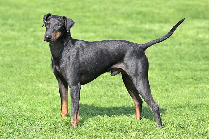 <p class="highlight">🐶 Manchesterský teriér (Manchester) teriér je příjemný, laskavý, inteligentní pes, který zbožňuje své lidi a rád tráví svůj čas v jejich společnosti. </p>
<div>Díky své povaze, velikosti a malým nárokům na péči se dnes většinou chová v bytech jako společenský pes. Protože k ostatním psům má přátelský vztah, je možné ho chovat ve smečkách. Opatrnost je na místě, pokud máte doma chlupaté mazlíčky jako např. morčata, křečky nebo králíky. Manchester teriér byl původně vyšlechtěn k lovu hlodavců a malá zvířata dodnes vnímá jako kořist. Díky své inteligenci a přirozené touze potěšit svého pána je Manchester teriér ideálním psem pro různé psí sporty. Vynikat bude také jako neohrožený hlídač. Velice rád štěká a příchod cizích lidí oznamuje hlasitým štěkotem. V případě potřeby se neohroženě staví na obranu své rodiny. Nároky na péči jsou minimální. Jediné co tento pes opravdu potřebuje je společnost svého pána. </div>