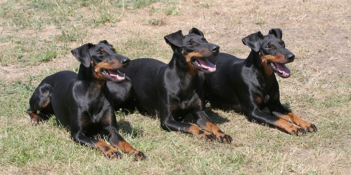 🐶 Manchesterský teriér (Manchester) teriér je příjemný, laskavý, inteligentní pes, který zbožňuje své lidi a rád tráví svůj čas v jejich společnosti. Díky své povaze, velikosti a malým nárokům na péči se dnes většinou chová v bytech jako společenský pes. Protože k ostatním psům má přátelský vztah, je možné ho chovat ve smečkách. Opatrnost je na místě, pokud máte doma chlupaté mazlíčky jako např. morčata, křečky nebo králíky. Manchester teriér byl původně vyšlechtěn k lovu hlodavců a malá zvířata dodnes vnímá jako kořist. Díky své inteligenci a přirozené touze potěšit svého pána je Manchester teriér ideálním psem pro různé psí sporty. Vynikat bude také jako neohrožený hlídač. Velice rád štěká a příchod cizích lidí oznamuje hlasitým štěkotem. V případě potřeby se neohroženě staví na obranu své rodiny. Nároky na péči jsou minimální. Jediné co tento pes opravdu potřebuje je společnost svého pána. 