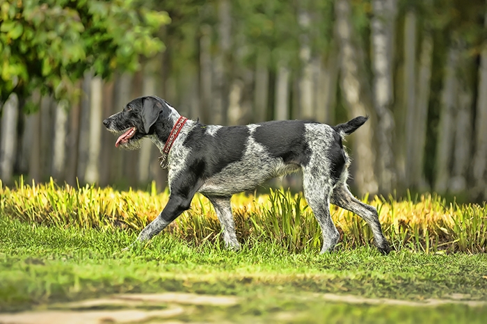 🐶 Německý ohař drátosrstý - má klidnou, vyrovnanou povahu, velkou vytrvalost, pracovitost a silné lovecké instinkty.Německý drátosrstý ohař je všestranně upotřebitelný lovecký pes, původem z Německa. Je blízkým příbuzným německého krátkosrstého a německého ostnosrstého ohaře. Díky tomu je aktivním společníkem a cenným pomocníkem při lovu v každém terénu. Snadno se učí novým věcem a jeho výcvik zvládne i méně zkušený chovatel. Kromě velkých nároků na pohyb, nemá žádné další větší požadavky na péči. Ideálním prostředím je pro něj venkov nebo malé město. Není to pes do bytu, ale domek s dobře oplocenou zahradou je pro něj ideální. Vůči cizím lidem bývá ostražitý, ale ne agresivní. Svou rodinu včetně dětí miluje a ke všem jejím členům je velmi laskavý. S jinými psy se snese a je možné ho chovat ve smečce, ale jiná zvířata vnímá jako kořist a podle toho s nimi jedná. 