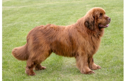 🐶 Novofundlandský pes je klidný a přátelský společník i neúnavný pracant. Láska k lidem a vyrovnaná povaha jej předurčuje také do role rodinného společníka. Miluje všechny lidi bez rozdílu věku a dobrý vztah má také se zvířaty. Často se uplatní jako vodní záchranářský pes, který neváhá pro záchranu tonoucího skočit i do ledové vody. Pro svou velikost a preferenci chladnějšího počasí se hodí spíše na venkov, kde bude mít také více příležitostí k volným procházkám v přírodě a koupání v řece. Novofoundlandský pes vodu přímo miluje a velice rád plave. Srst novofundlandského psa potřebuje pravidelné vyčesávání, ale jinak je tento pes nenáročný na péči. Denně potřebuje přiměřenou dávku pohybu a nějaké zaměstnání, ale jeho hlavní potřebou je kontakt se svým majitelem a jeho rodinou. 