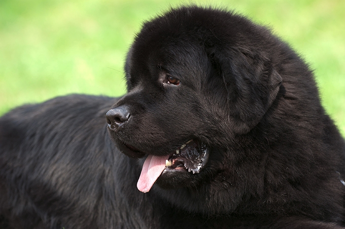 🐶 Novofundlandský pes je klidný a přátelský společník i neúnavný pracant. Láska k lidem a vyrovnaná povaha jej předurčuje také do role rodinného společníka. Miluje všechny lidi bez rozdílu věku a dobrý vztah má také se zvířaty. Často se uplatní jako vodní záchranářský pes, který neváhá pro záchranu tonoucího skočit i do ledové vody. Pro svou velikost a preferenci chladnějšího počasí se hodí spíše na venkov, kde bude mít také více příležitostí k volným procházkám v přírodě a koupání v řece. Novofoundlandský pes vodu přímo miluje a velice rád plave. Srst novofundlandského psa potřebuje pravidelné vyčesávání, ale jinak je tento pes nenáročný na péči. Denně potřebuje přiměřenou dávku pohybu a nějaké zaměstnání, ale jeho hlavní potřebou je kontakt se svým majitelem a jeho rodinou. 