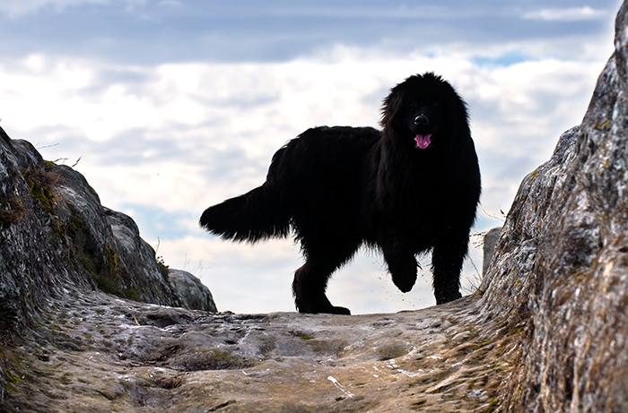 🐶 Novofundlandský pes je klidný a přátelský společník i neúnavný pracant. Láska k lidem a vyrovnaná povaha jej předurčuje také do role rodinného společníka. Miluje všechny lidi bez rozdílu věku a dobrý vztah má také se zvířaty. Často se uplatní jako vodní záchranářský pes, který neváhá pro záchranu tonoucího skočit i do ledové vody. Pro svou velikost a preferenci chladnějšího počasí se hodí spíše na venkov, kde bude mít také více příležitostí k volným procházkám v přírodě a koupání v řece. Novofoundlandský pes vodu přímo miluje a velice rád plave. Srst novofundlandského psa potřebuje pravidelné vyčesávání, ale jinak je tento pes nenáročný na péči. Denně potřebuje přiměřenou dávku pohybu a nějaké zaměstnání, ale jeho hlavní potřebou je kontakt se svým majitelem a jeho rodinou. 