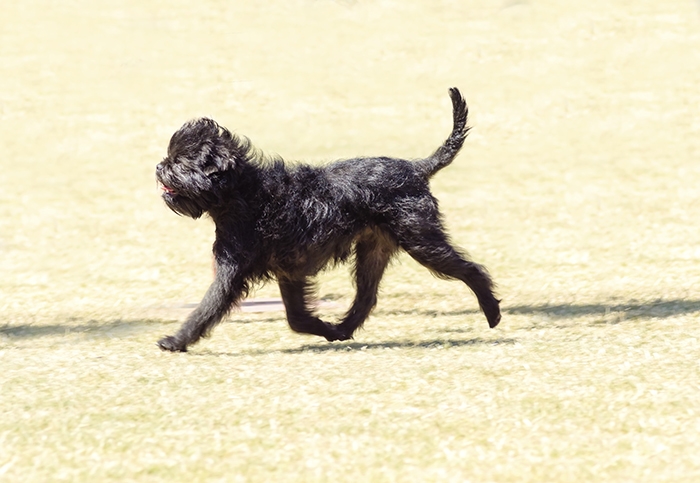 <p class="highlight">🐶 Opičí pinč - černý psík s nezaměnitelným vzhledem. Opičího pinče poznáte na první pohled a určitě si ho s jiným plemenem nespletete. </p>
<div>Je to malý ďáblík plný odvahy a energie. I přes svůj malý vzrůst se chová neohroženě a je dobrým hlídačem. Je vždy ve střehu a na vše podezřelé upozorní štěkotem. Svému majiteli je věrný a oddaný. S dětmi vychází dobře, ale nedoporučuje se do rodin s malými dětmi, protože si nenechá úplně všechno líbit. Opičí pinč může žít v bytě nebo v domě se zahradou. Není však vhodný pro celoroční pobyt venku. Je to společenský pes, který by měl být co nejvíce se svou rodinou. Nároky na péči jsou minimální. Přes všechna svá pozitiva zůstává opičí pinč mezi chovateli poněkud opomíjen a řadí se mezi málopočetná plemena.</div>