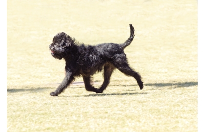 🐶 Opičí pinč - černý psík s nezaměnitelným vzhledem. Opičího pinče poznáte na první pohled a určitě si ho s jiným plemenem nespletete.  Je to malý ďáblík plný odvahy a energie. I přes svůj malý vzrůst se chová neohroženě a je dobrým hlídačem. Je vždy ve střehu a na vše podezřelé upozorní štěkotem. Svému majiteli je věrný a oddaný. S dětmi vychází dobře, ale nedoporučuje se do rodin s malými dětmi, protože si nenechá úplně všechno líbit. Opičí pinč může žít v bytě nebo v domě se zahradou. Není však vhodný pro celoroční pobyt venku. Je to společenský pes, který by měl být co nejvíce se svou rodinou. Nároky na péči jsou minimální. Přes všechna svá pozitiva zůstává opičí pinč mezi chovateli poněkud opomíjen a řadí se mezi málopočetná plemena.