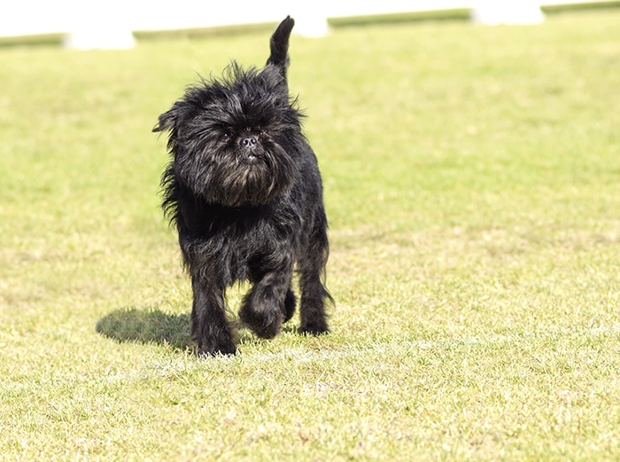 🐶 Opičí pinč - černý psík s nezaměnitelným vzhledem. Opičího pinče poznáte na první pohled a určitě si ho s jiným plemenem nespletete. Je to malý ďáblík plný odvahy a energie. I přes svůj malý vzrůst se chová neohroženě a je dobrým hlídačem. Je vždy ve střehu a na vše podezřelé upozorní štěkotem. Svému majiteli je věrný a oddaný. S dětmi vychází dobře, ale nedoporučuje se do rodin s malými dětmi, protože si nenechá úplně všechno líbit. Opičí pinč může žít v bytě nebo v domě se zahradou. Není však vhodný pro celoroční pobyt venku. Je to společenský pes, který by měl být co nejvíce se svou rodinou. Nároky na péči jsou minimální. Přes všechna svá pozitiva zůstává opičí pinč mezi chovateli poněkud opomíjen a řadí se mezi málopočetná plemena.