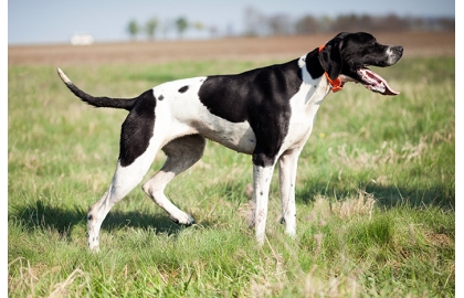 🐶 Pointer je možná původem nejstarší ohař na světě. Je to především lovecký pes, jehož úkolem je stavění zvěře, ale své místo si najde také jako společník v aktivních rodinách. Před samotnou koupí pointera by však měl každý chovatel zvážit, zda je schopen psovi pravidelně zajistit dostatek pohybu. Z pointera lenocha nevychováte a pokud se nudí, chová se destruktivně. Na druhou stranu je nutno říct, že pointer je velmi přátelský a laskavý, na lidi orientovaný pes a rodina, která ho dokáže každý den „utahat“ v něm bude mít skvělého společníka. Ideálním životním prostředím je pro něj venkov nebo předměstí. Pointer není vhodným psem pro začínající chovatele, protože jeho výcvik vyžaduje určitou zkušenost a hlavně hodně trpělivosti. Velkou chybou by bylo uplatnění fyzických trestů. Pointer je velmi inteligentní a při správném přístupu je schopen se naučit téměř cokoli. Pokud není veden lovecky, může se věnovat některému ze psích sportů.