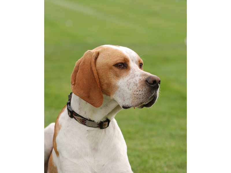 🐶 Pointer je možná původem nejstarší ohař na světě. Je to především lovecký pes, jehož úkolem je stavění zvěře, ale své místo si najde také jako společník v aktivních rodinách. Před samotnou koupí pointera by však měl každý chovatel zvážit, zda je schopen psovi pravidelně zajistit dostatek pohybu. Z pointera lenocha nevychováte a pokud se nudí, chová se destruktivně. Na druhou stranu je nutno říct, že pointer je velmi přátelský a laskavý, na lidi orientovaný pes a rodina, která ho dokáže každý den „utahat“ v něm bude mít skvělého společníka. Ideálním životním prostředím je pro něj venkov nebo předměstí. Pointer není vhodným psem pro začínající chovatele, protože jeho výcvik vyžaduje určitou zkušenost a hlavně hodně trpělivosti. Velkou chybou by bylo uplatnění fyzických trestů. Pointer je velmi inteligentní a při správném přístupu je schopen se naučit téměř cokoli. Pokud není veden lovecky, může se věnovat některému ze psích sportů.