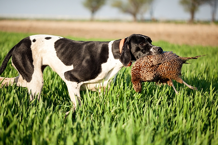 🐶 Pointer je možná původem nejstarší ohař na světě. Je to především lovecký pes, jehož úkolem je stavění zvěře, ale své místo si najde také jako společník v aktivních rodinách. Před samotnou koupí pointera by však měl každý chovatel zvážit, zda je schopen psovi pravidelně zajistit dostatek pohybu. Z pointera lenocha nevychováte a pokud se nudí, chová se destruktivně. Na druhou stranu je nutno říct, že pointer je velmi přátelský a laskavý, na lidi orientovaný pes a rodina, která ho dokáže každý den „utahat“ v něm bude mít skvělého společníka. Ideálním životním prostředím je pro něj venkov nebo předměstí. Pointer není vhodným psem pro začínající chovatele, protože jeho výcvik vyžaduje určitou zkušenost a hlavně hodně trpělivosti. Velkou chybou by bylo uplatnění fyzických trestů. Pointer je velmi inteligentní a při správném přístupu je schopen se naučit téměř cokoli. Pokud není veden lovecky, může se věnovat některému ze psích sportů.