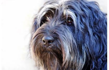 🐶 Portugalský ovčák je středně velké pastevecké plemeno s poměrně krátkou historií. Přesto jde o plemeno s velmi vyrovnanou a přátelskou povahou.  Nejšťastnější bude na venkově, kde bude mít dostatek příležitostí k volnému pohybu. Obvykle se drží u „chalupy“ a nemá tendence se toulat. Upřednostňuje pobyt venku, ale zároveň potřebuje kontakt se svou rodinou. Pokud se nevěnuje pasení, můžete ho zabavit některým ze psích sportů. Je to také neúnavný společník pro turistiku. Dlouhá srst vyžaduje pravidelnou péči, ale jinak je portugalský ovčák velmi nenáročným psem. Nevýhodou může být fakt, že portugalský ovčák je celosvětově poměrně vzácným plemenem a v případě zájmu o chov tohoto psa nebude snadné získat štěně.  