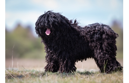 🐶 Puli je středně velký, sebevědomý, inteligentní pes, který je velmi citlivý a vnímavý ke svým majitelům.  Tento „dredař“ má tendenci chovat se ochranitelsky a pečovatelsky nejen k dětem, ale i dalším lidem a zvířatům v rodině. Je velmi vnímavý k potřebám nemocných a seniorů, což z něj činí ideálního psa pro canisterapii. Přirozeně hravý a temperamentní Puli se však skvěle uplatní také v Agility nebo pasení. Pouhá procházka je pro Puliho málo a nebude mu stačit. Tento pes potřebuje zaměstnat tělo i mysl. 