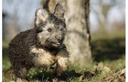 🐶 Pumi je jedním ze zástupců maďarských pasteveckých psů. Je mnohem méně náročný na péči, než jeho blízký příbuzný Puli.  Velmi se mu podobá svou povahou, inteligencí, hravostí a temperamentem. Dnes je chován především jako rodinný pes v aktivních a sportovně založených rodinách. Miluje pohyb, ale stejně rád zaměstná i svou mysl. Všude, kde se objeví, přitahuje pozornost svou hravostí a radostí ze života. Nejlépe mu bude na venkově nebo v menším městě. Pumi je přirozeně velmi zdravé psí plemeno, nenáročné na péči a na výživu. V plném zdraví se dožívá vysokého věku a dlouho si zachovává štěněcí hravost. Miluje všechny členy své rodiny, ale vůči cizím lidem zůstává ostražitý a je dobrým hlídačem. Nemá však žádné sklony k agresivitě a naučí se mít rád a respektovat Vaše přátelé. Od malička by měl být socializován, aby se naučil vycházet s ostatními zvířaty a v dospělosti nepůsobil potíže. Zvláštní je, že v Maďarsku není v současnosti příliš rozšířený, ale ve Finsku a Skandinávii je velmi oblíbený a je zde chován v hojném počtu. 