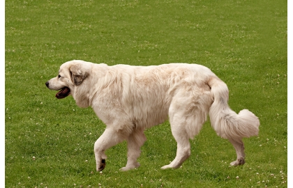 🐶 Pyrenejský horský pes - majestátní pes vyzařující klid a eleganci.  Pyrenejský horský pes vyžaduje včasnou socializaci a důsledný výcvik, aby se nestal nezvládatelným „samorostem“. Pyrenejský horský pes upřednostňuje život venku před životem v bytě. Denně potřebuje dostatek pohybu a aktivit, proto se doporučuje do rodin s aktivním životním stylem. S jinými zvířaty, včetně psů, vychází velmi dobře a vynikající vztah má také k dětem. Velmi dobře se může uplatnit jako terapeutický pes v canisterapii. Ve svém jednání je uvážlivý, ve svém štěkání však nikoli. Pyrenejský pes je pověstný tím, že štěká hodně a často. Pokud máte sousedy, kteří mají rádi klid, může tato jeho vlastnost těžce narušit dobré sousedské vztahy. Přestože je pyrenejský horský pes k členům vlastní rodiny velmi laskavý a pozorný, doporučuje se jeho chov zkušenějším chovatelům, kteří jsou schopni odpovídajícím způsobem vést jeho výcvik a kteří budou psovi přirozenou autoritou.  