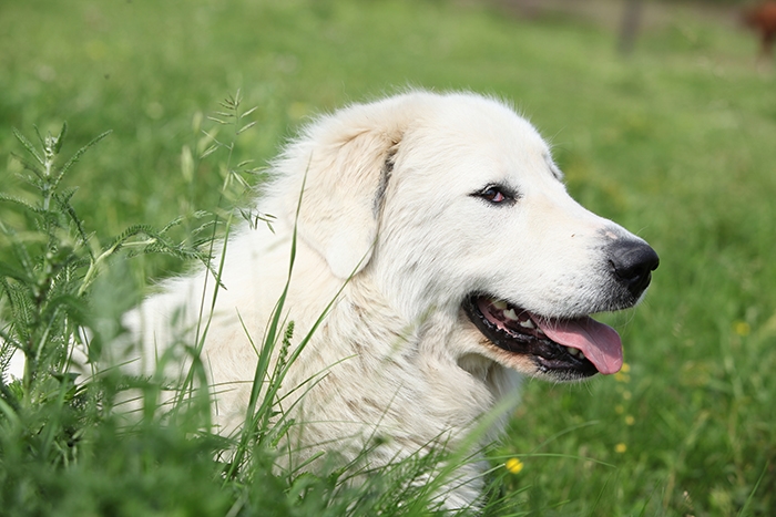 🐶 Pyrenejský horský pes - majestátní pes vyzařující klid a eleganci. Pyrenejský horský pes vyžaduje včasnou socializaci a důsledný výcvik, aby se nestal nezvládatelným „samorostem“. Pyrenejský horský pes upřednostňuje život venku před životem v bytě. Denně potřebuje dostatek pohybu a aktivit, proto se doporučuje do rodin s aktivním životním stylem. S jinými zvířaty, včetně psů, vychází velmi dobře a vynikající vztah má také k dětem. Velmi dobře se může uplatnit jako terapeutický pes v canisterapii. Ve svém jednání je uvážlivý, ve svém štěkání však nikoli. Pyrenejský pes je pověstný tím, že štěká hodně a často. Pokud máte sousedy, kteří mají rádi klid, může tato jeho vlastnost těžce narušit dobré sousedské vztahy. Přestože je pyrenejský horský pes k členům vlastní rodiny velmi laskavý a pozorný, doporučuje se jeho chov zkušenějším chovatelům, kteří jsou schopni odpovídajícím způsobem vést jeho výcvik a kteří budou psovi přirozenou autoritou. 