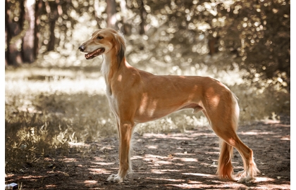 🐶 Saluki je rezervovaný pes, který má rád svou rodinu, ale cizí lidi ignoruje a je k nim netečný. Má tendence se citově vázat pouze na jednu osobu. Doma je to tichý, nevtíravý společník. Naopak venku je to raketa, kterou jen tak nezastavíte. Svou rychlost skvěle uplatní v psích sportech jakými jsou Coursing, chrtí dostihy, ale dobrý bude i v Agility. Je to také výborný společník pro jízdu na kole nebo pro jogging. Saluki nevyžaduje žádnou zvláštní péči, pouze při léčbě a operativních zákrocích je nutné mít na paměti, že Saluka je stejně jako jiní chrti citlivá na anestetika a některé léky.   