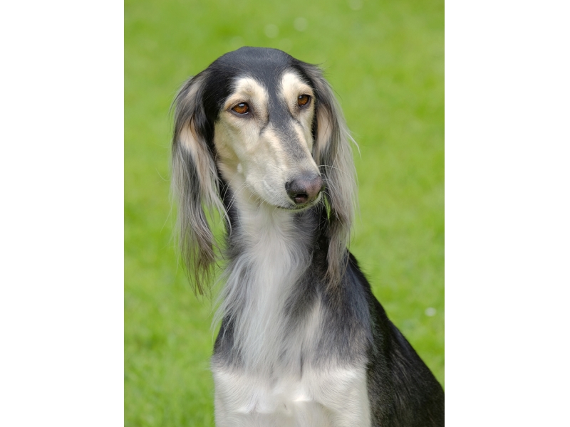 🐶 Saluki je rezervovaný pes, který má rád svou rodinu, ale cizí lidi ignoruje a je k nim netečný. Má tendence se citově vázat pouze na jednu osobu. Doma je to tichý, nevtíravý společník. Naopak venku je to raketa, kterou jen tak nezastavíte. Svou rychlost skvěle uplatní v psích sportech jakými jsou Coursing, chrtí dostihy, ale dobrý bude i v Agility. Je to také výborný společník pro jízdu na kole nebo pro jogging. Saluki nevyžaduje žádnou zvláštní péči, pouze při léčbě a operativních zákrocích je nutné mít na paměti, že Saluka je stejně jako jiní chrti citlivá na anestetika a některé léky.   