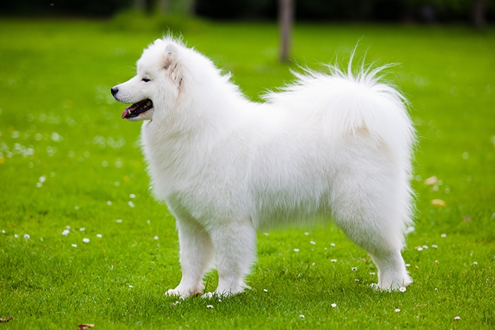 <p class="highlight">🐶 Samojed je dobromyslný a laskavý pes, který velmi miluje lidskou společnost. </p><div>Ve skutečnosti je k lidem až tak přátelský, že se nehodí jako hlídací pes. Svůj původ má v chladných oblastech Sibiře. Chlad a zimu snáší velmi dobře a miluje dovádění ve sněhu. Zato horké léto není nic, co by mu udělalo radost. V dnešní době je samojed chován jako společník, ale dříve to byl saňový pes, zvyklý pracovat. Úkolem chovatele je každý den vymyslet psovi tolik práce a zábavy, aby se pes nezačal nudit. Dobrou volbou je zapojit ho do některého ze psích sportů. Samojed má krásnou bílou srst, která je náročná na péči a vyžaduje každodenní pročesání kartáčem. </div><div> </div>