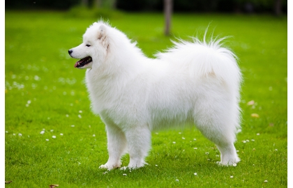 🐶 Samojed je dobromyslný a laskavý pes, který velmi miluje lidskou společnost. Ve skutečnosti je k lidem až tak přátelský, že se nehodí jako hlídací pes. Svůj původ má v chladných oblastech Sibiře. Chlad a zimu snáší velmi dobře a miluje dovádění ve sněhu. Zato horké léto není nic, co by mu udělalo radost. V dnešní době je samojed chován jako společník, ale dříve to byl saňový pes, zvyklý pracovat. Úkolem chovatele je každý den vymyslet psovi tolik práce a zábavy, aby se pes nezačal nudit. Dobrou volbou je zapojit ho do některého ze psích sportů. Samojed má krásnou bílou srst, která je náročná na péči a vyžaduje každodenní pročesání kartáčem.  