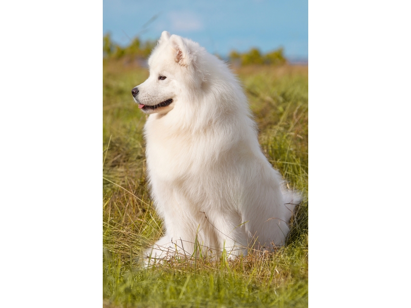 🐶 Samojed je dobromyslný a laskavý pes, který velmi miluje lidskou společnost. Ve skutečnosti je k lidem až tak přátelský, že se nehodí jako hlídací pes. Svůj původ má v chladných oblastech Sibiře. Chlad a zimu snáší velmi dobře a miluje dovádění ve sněhu. Zato horké léto není nic, co by mu udělalo radost. V dnešní době je samojed chován jako společník, ale dříve to byl saňový pes, zvyklý pracovat. Úkolem chovatele je každý den vymyslet psovi tolik práce a zábavy, aby se pes nezačal nudit. Dobrou volbou je zapojit ho do některého ze psích sportů. Samojed má krásnou bílou srst, která je náročná na péči a vyžaduje každodenní pročesání kartáčem.  